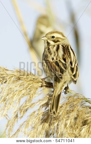 Reed Bunting, in winter plumage (Emberiza schoeniclus)