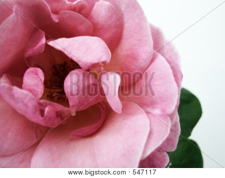 Blooming