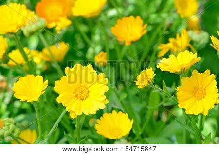 Marigold Flowers In The Garden