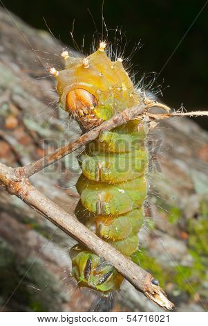 Yellow Haired Caterpillar