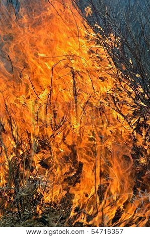 Flame Of Brushfire