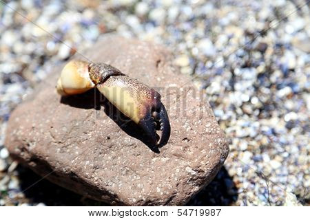 Crab claw on a large rock in the water