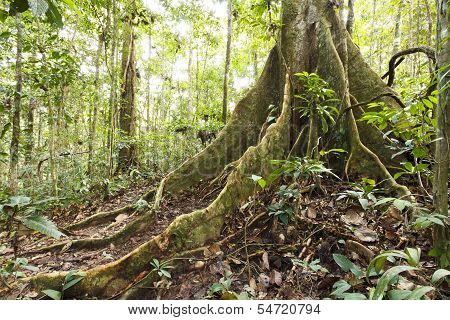 Large tree in primary tropical rainforest