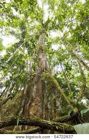 Large tree in primary tropical rainforest
