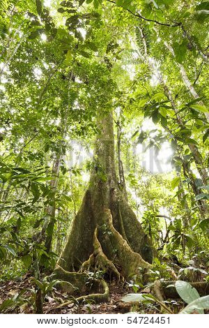 Large tree in primary tropical rainforest