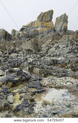 Rock And Clams