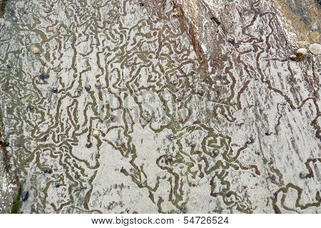 Rock And Snail Tracks