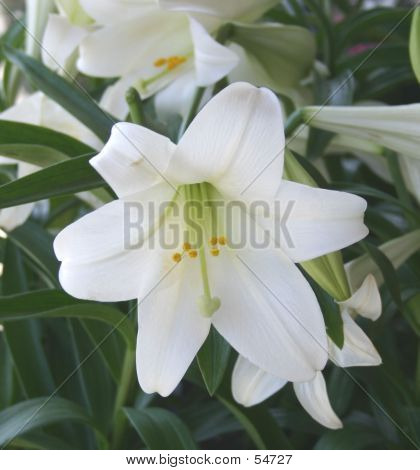 Lily