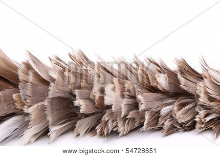 broom to sweep dust feather