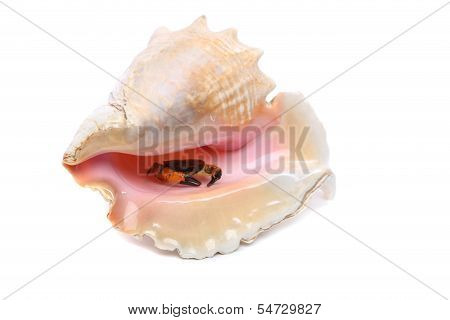 Crab into shell of rapana.