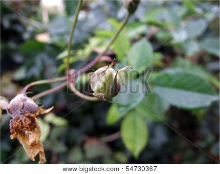 Garden flowers