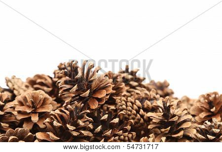 The Pine cones