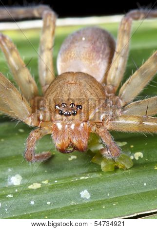 Tropical spider with 8 eyes.