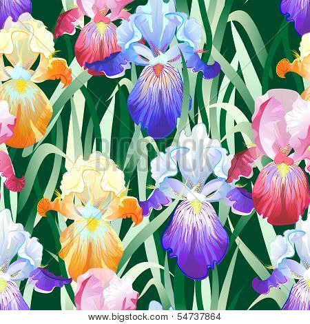 Seamless Background with Multicolored Iris Flowers