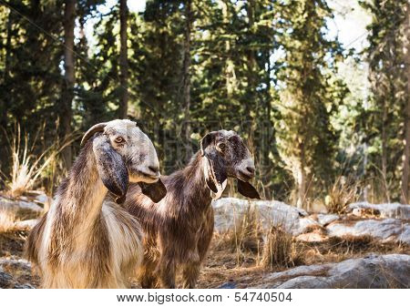 Goats.