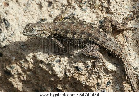 Western Fence Lizard