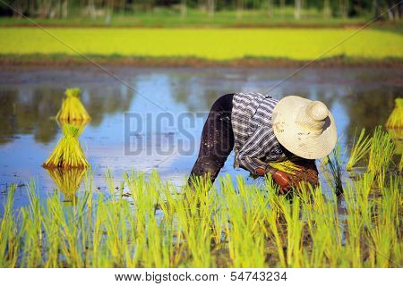 Thai Farmer Planting On The Rice Paddy Farmland
