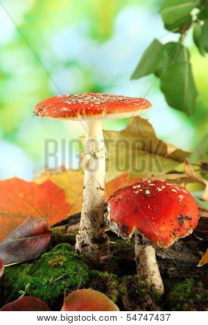 red amanitas with moss, on green background