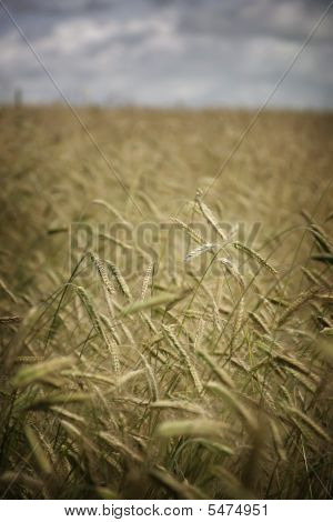 Wheat