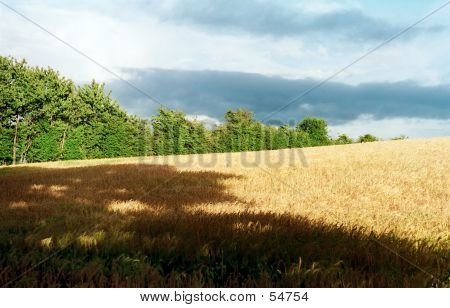 Abstract Corn Field