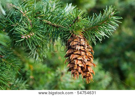 Douglas Fir Cones