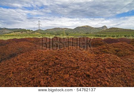 Bagasse After Pressing The Grapes At The Winery.