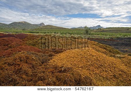 Bagasse After Pressing The Grapes At The Winery.
