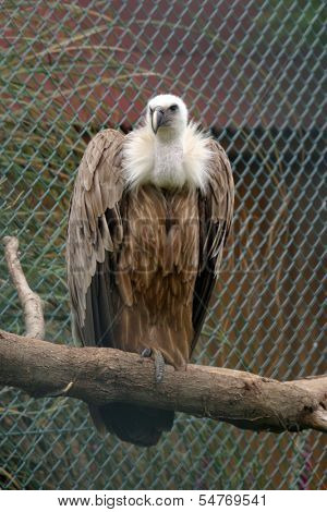 beautiful vulture, nature animal photo