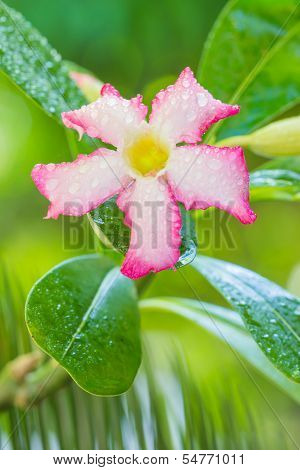 Adenium rose flower