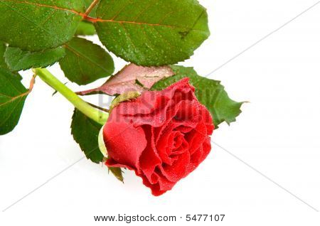 Única rosa vermelha