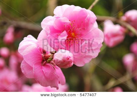 Cherry Blossom