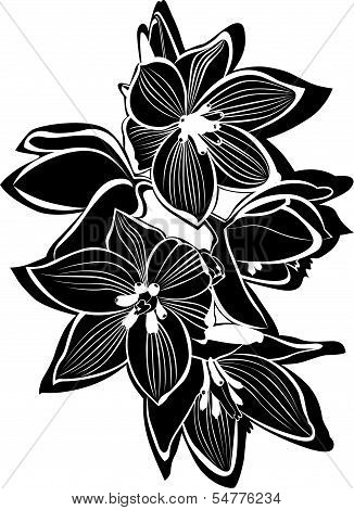 orchids
