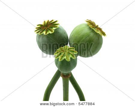 Haşhaş başkanları