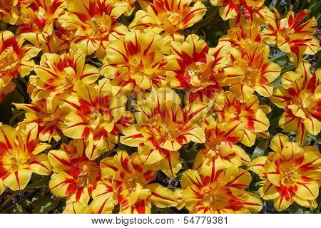 Background With Yellow Tulips With Red Lines On The Petals, A Photo From The Top, Vertical.