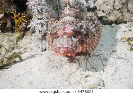Scorpiofish เกล็ดถี่