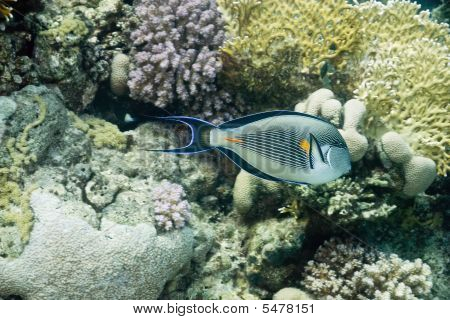 Sohal Surgeonfish