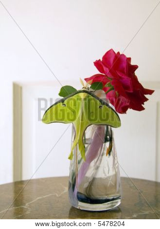 Actias luna e Rose