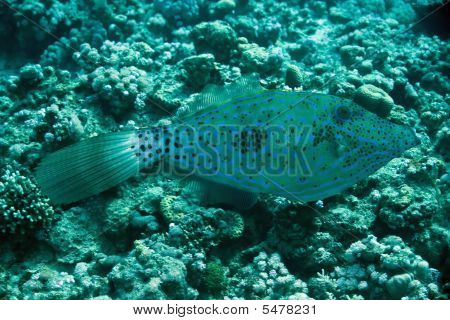 Filefish