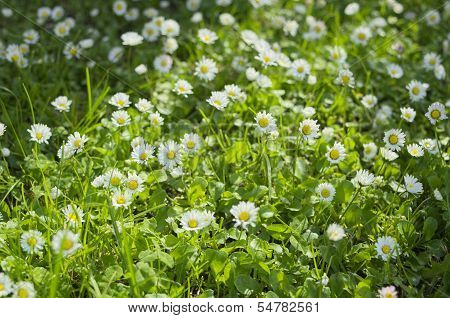 Sunny Daisies Close-up