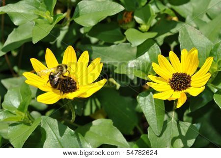 Beach sunflower