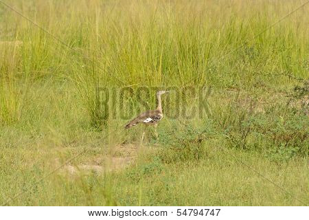 Denham's Bustard In The African Veldt