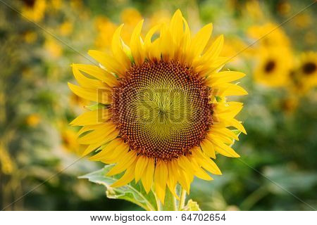 Yellow Sunflower Stands Alone With A Blurry Background On The Feild.