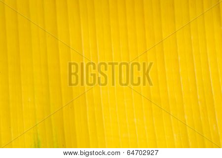 Yellow banana leaf background