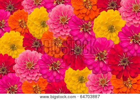 Blooming zinnias background