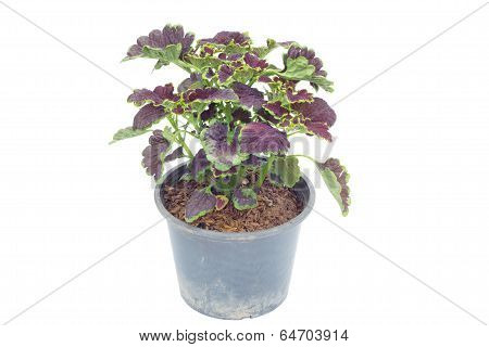 Coleus in a pot isolated on white background