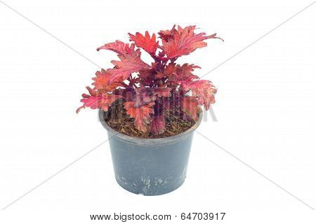 Coleus in a pot isolated on white background