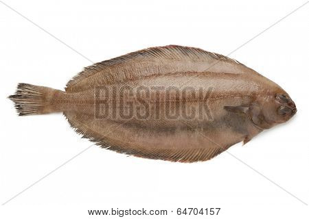 Fresh raw megrim fish on white background