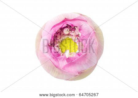 Nelumbo nucifera lotus