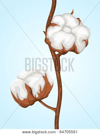 Cotton buds branch
