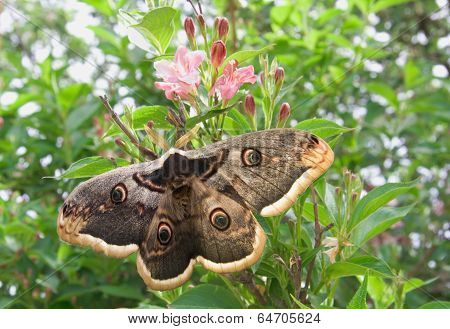 Large Emperor Moth On A Flowering Shrub Spirea
